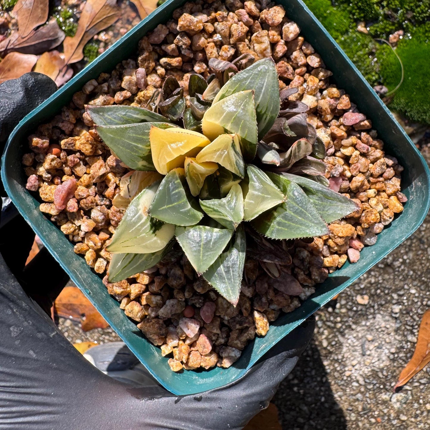 Haworthia' Heidelbergensis Variegated' cluster, 2.0inches, really nice ,  live plant, Imported Rare Succulent , gift