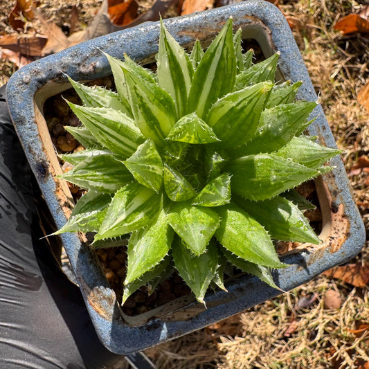 Haworthia Variegated, single head, 2.6 inches, bare Root, Imported Rare Succulent