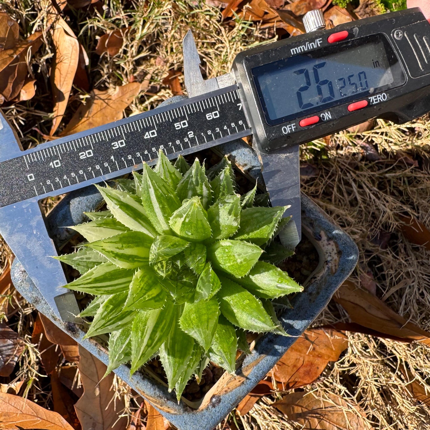 Haworthia Variegated, single head, 2.6 inches, bare Root, Imported Rare Succulent