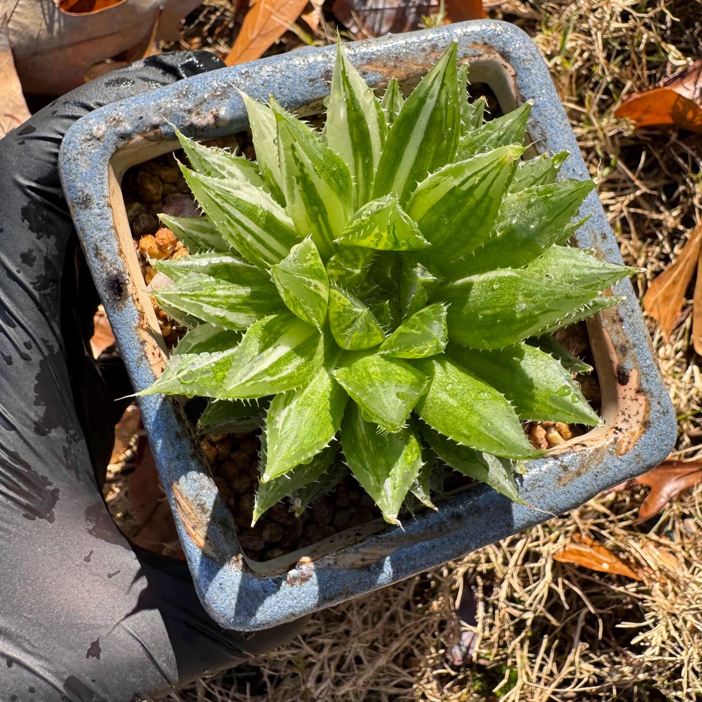 Haworthia Variegated, single head, 2.6 inches, bare Root, Imported Rare Succulent