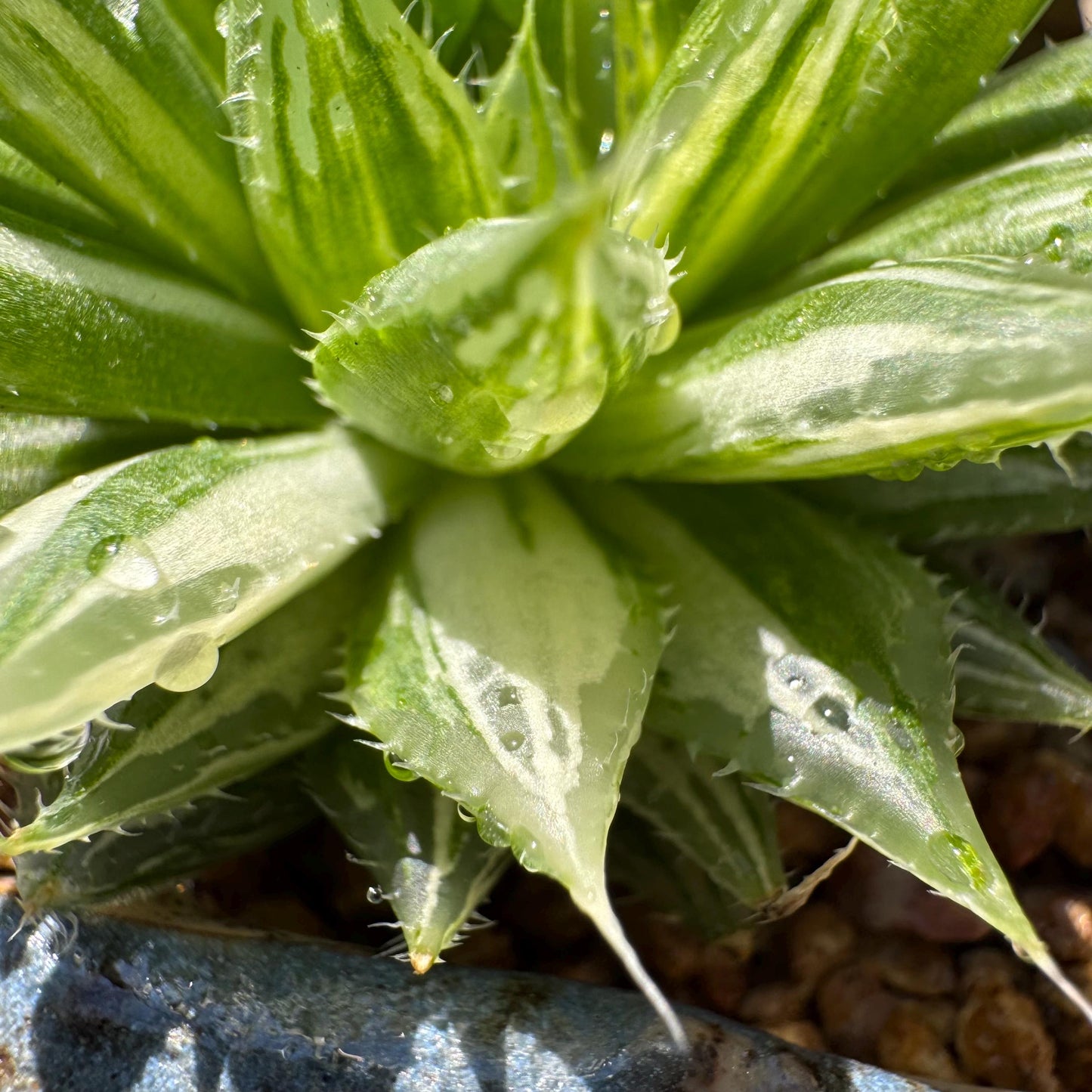 Haworthia Variegated, single head, 2.6 inches, bare Root, Imported Rare Succulent