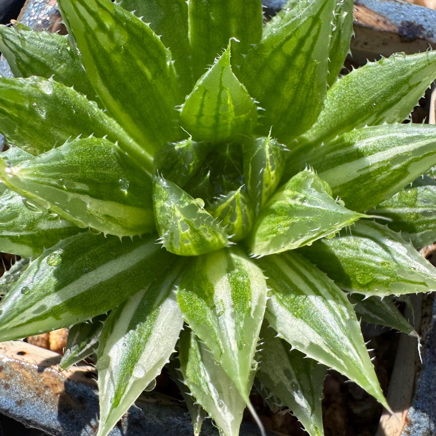 Haworthia Variegated, single head, 2.6 inches, bare Root, Imported Rare Succulent