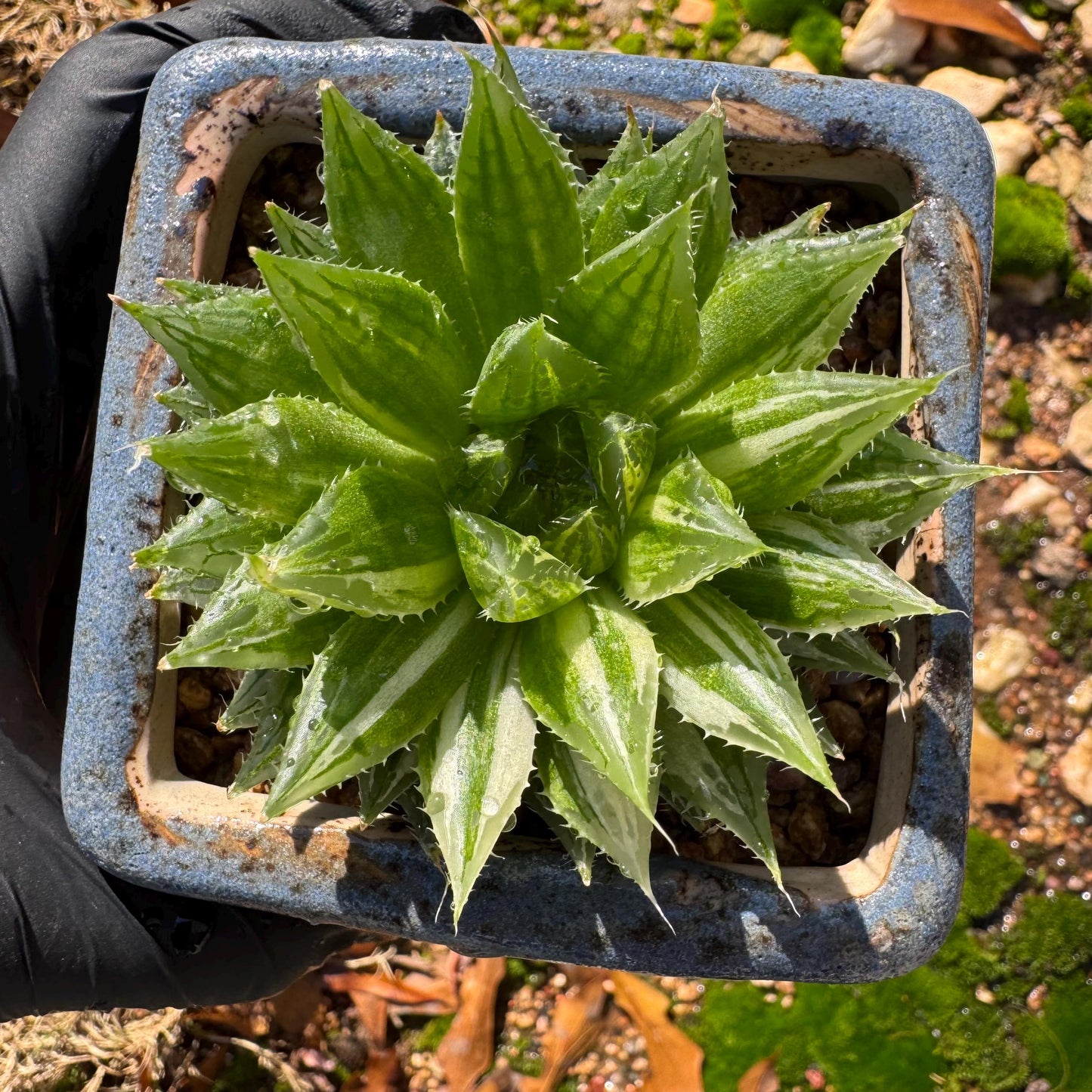 Haworthia Variegated, single head, 2.6 inches, bare Root, Imported Rare Succulent