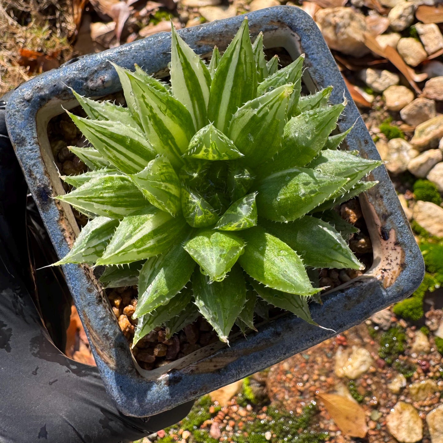 Haworthia Variegated, single head, 2.6 inches, bare Root, Imported Rare Succulent