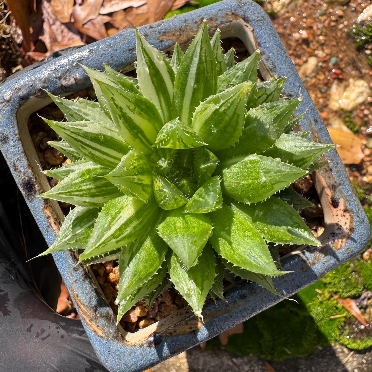 Haworthia Variegated, single head, 2.6 inches, bare Root, Imported Rare Succulent