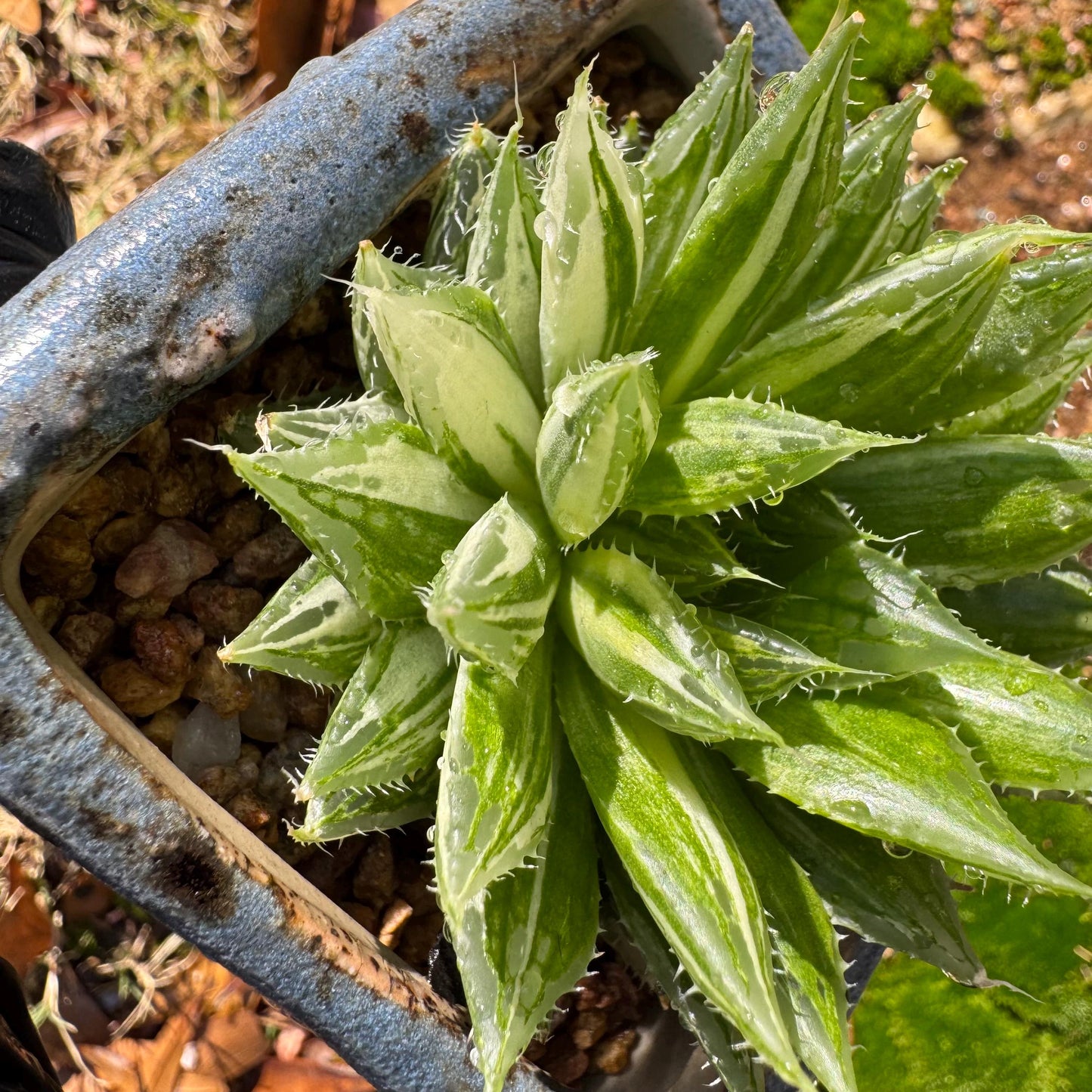 Haworthia Variegated, single head, 2.6 inches, bare Root, Imported Rare Succulent