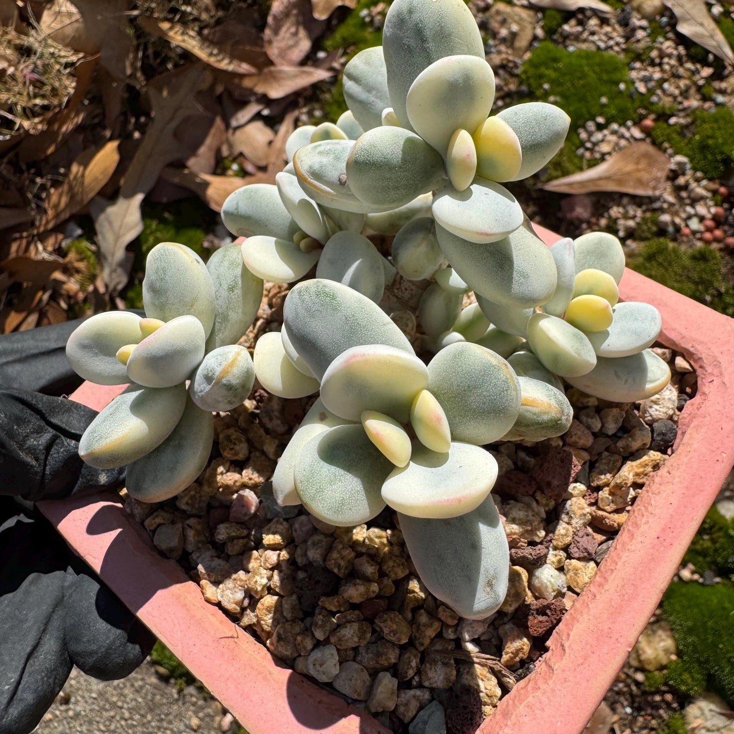 Cotyledon Orbiculate Variegated seperate cluster, 3.2inches ,  bare Root, Imported Rare Succulent, live plant