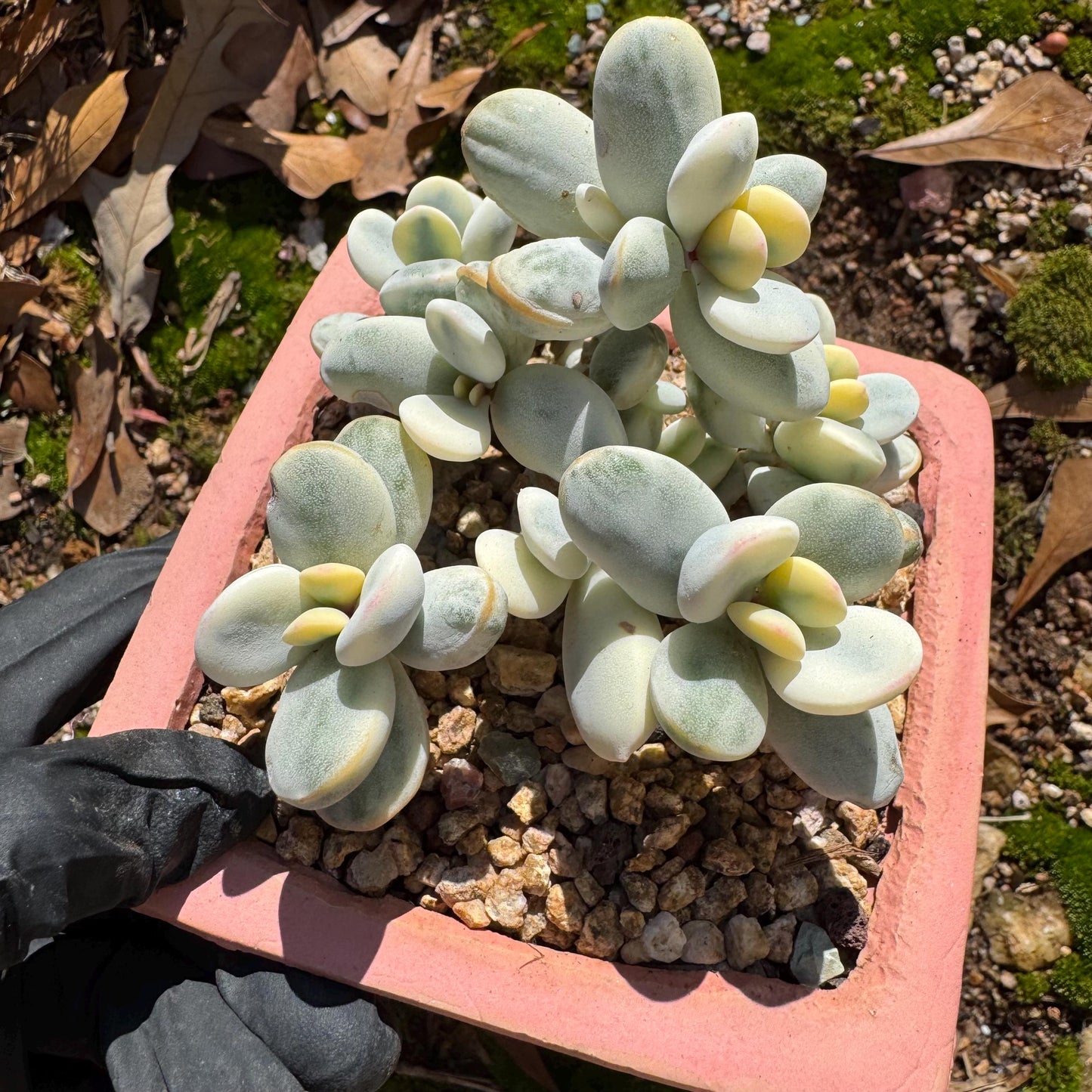 Cotyledon Orbiculate Variegated seperate cluster, 3.2inches ,  bare Root, Imported Rare Succulent, live plant