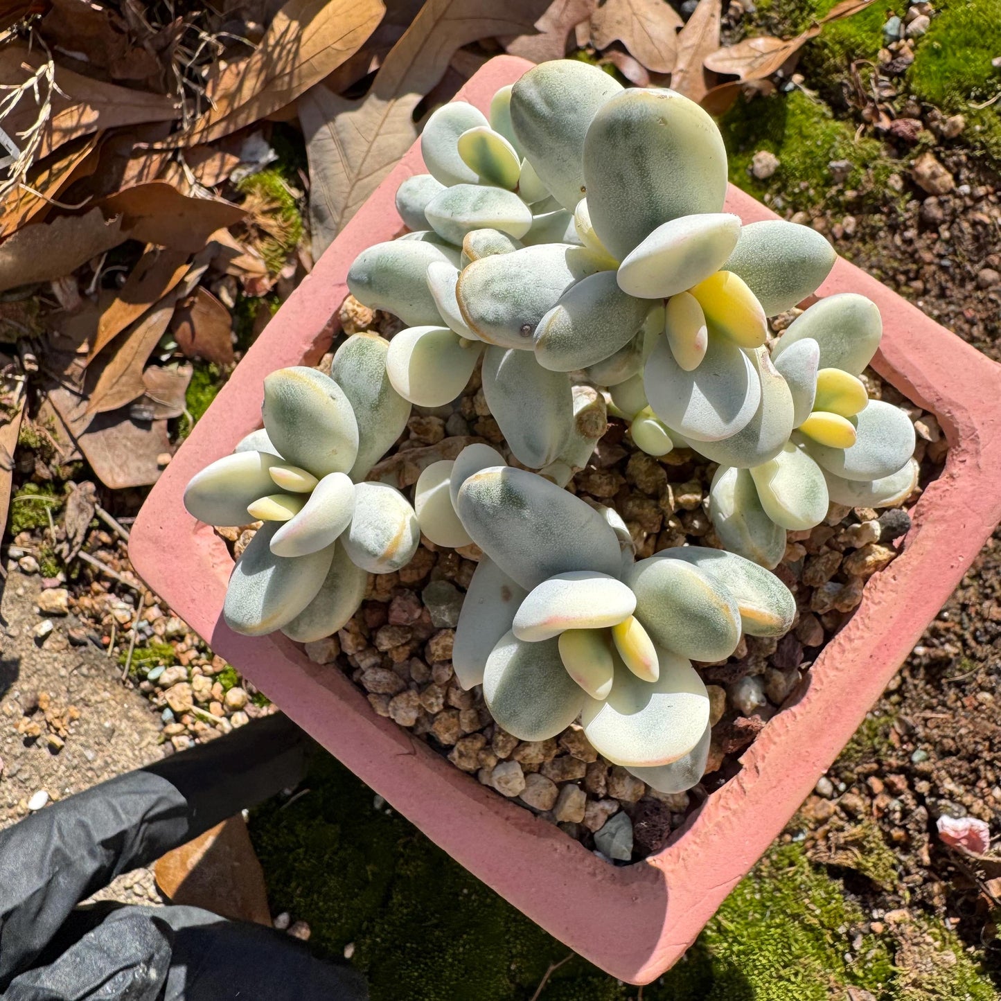 Cotyledon Orbiculate Variegated seperate cluster, 3.2inches ,  bare Root, Imported Rare Succulent, live plant