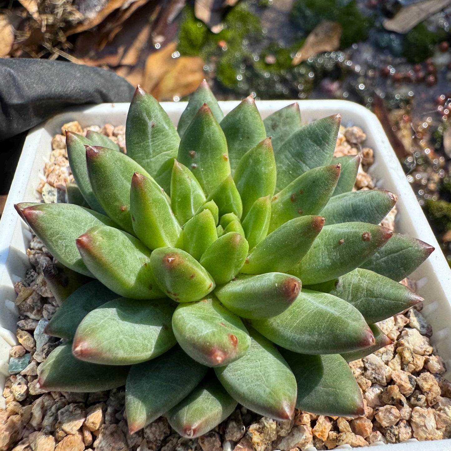 Echeveri' oracle bone inscriptions ' ,  single head, 2.2inches , single head, nice color , Bare Root, Imported Rare Succulent