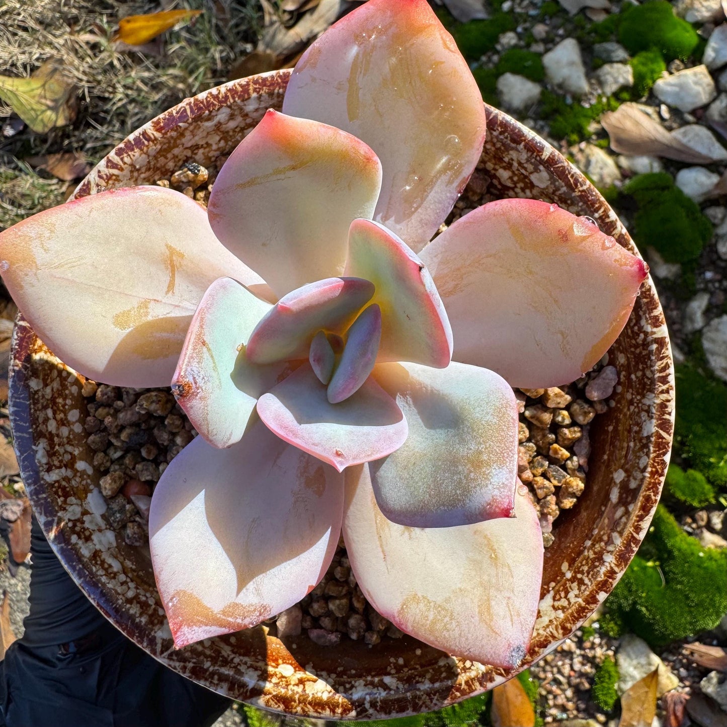 Echeveria 'Hakuhou', single head, nice color, 3.4 inches, Imported Rare Succulent, Bare Root, live plant