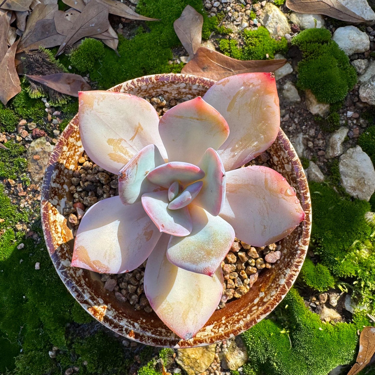 Echeveria 'Hakuhou', single head, nice color, 3.4 inches, Imported Rare Succulent, Bare Root, live plant