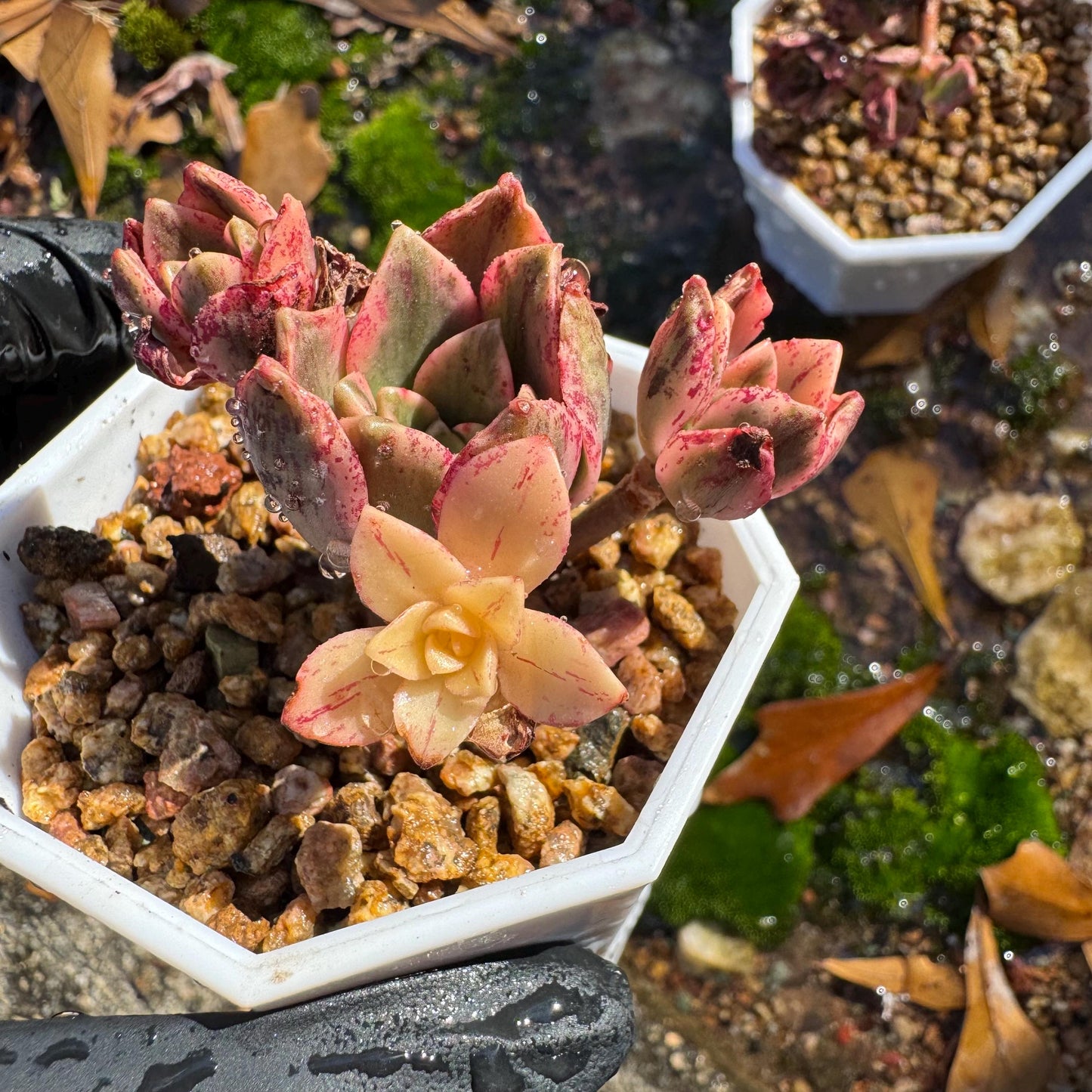 Aeonium 'cream tea' / 'sweet tea' tiny  cluster, 1.3inches, imported Succulent, High quality, nice color, live plant