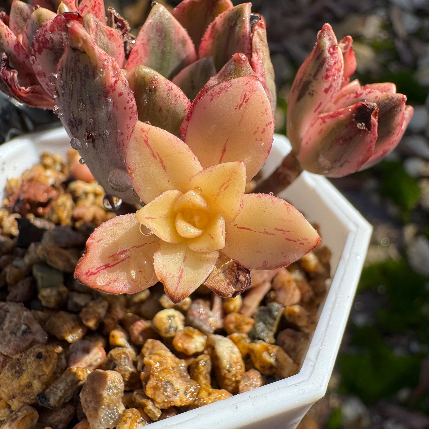 Aeonium 'cream tea' / 'sweet tea' tiny  cluster, 1.3inches, imported Succulent, High quality, nice color, live plant