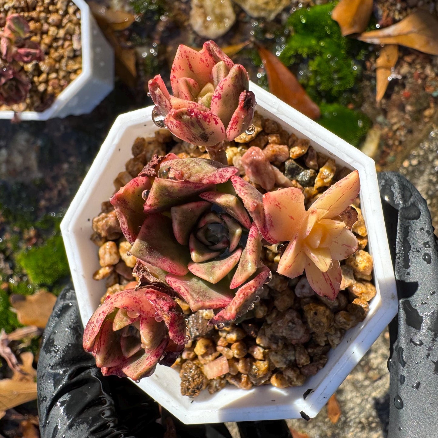 Aeonium 'cream tea' / 'sweet tea' tiny  cluster, 1.3inches, imported Succulent, High quality, nice color, live plant