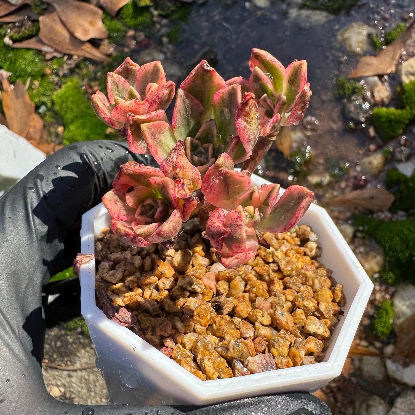 Aeonium 'cream tea' / 'sweet tea' tiny  cluster, 1.3inches, imported Succulent, High quality, nice color, live plant