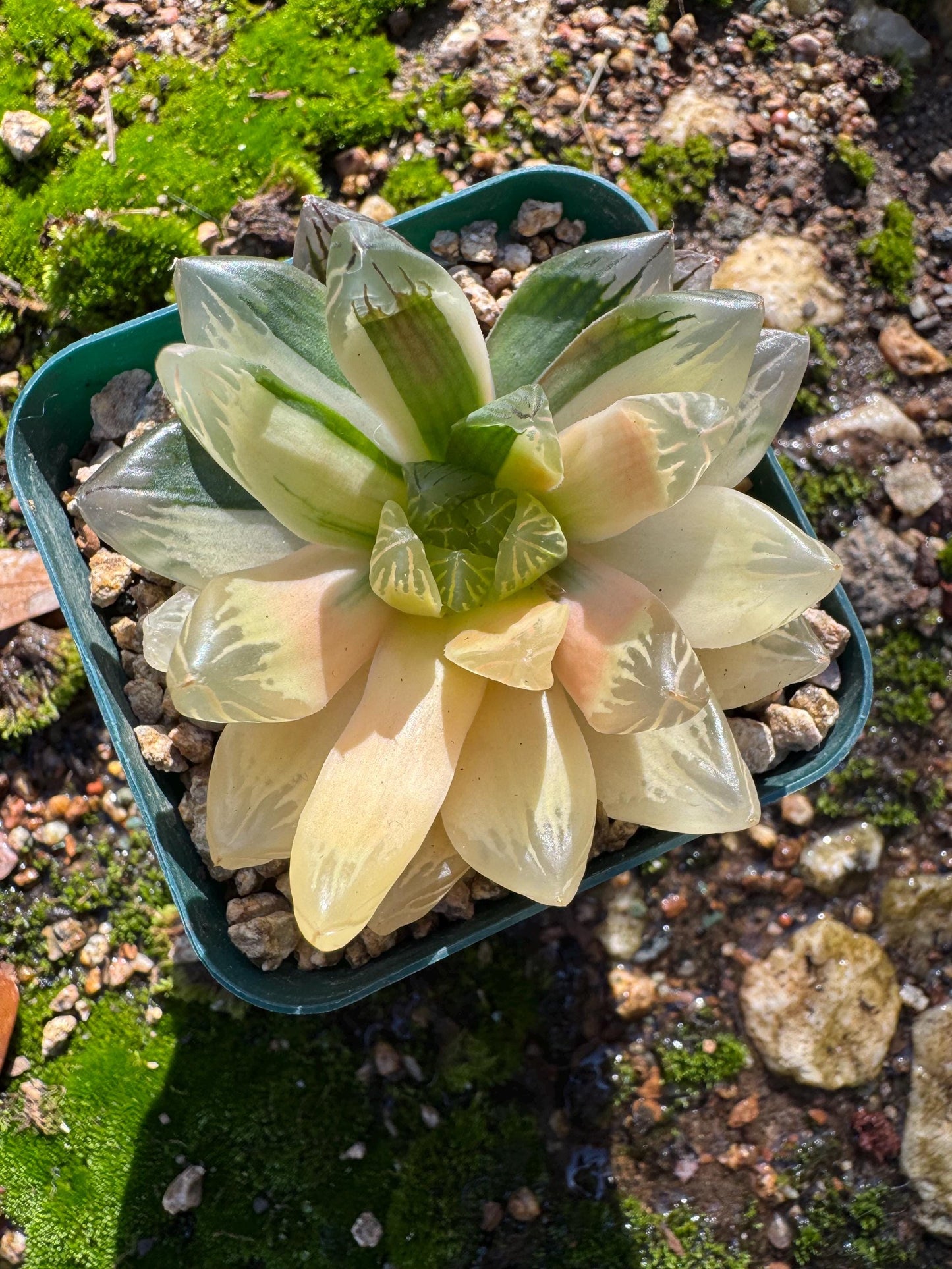 Haworthia' Hanabi Variegated',  single head, 2.3 inches, bare Root, Imported Rare Succulent