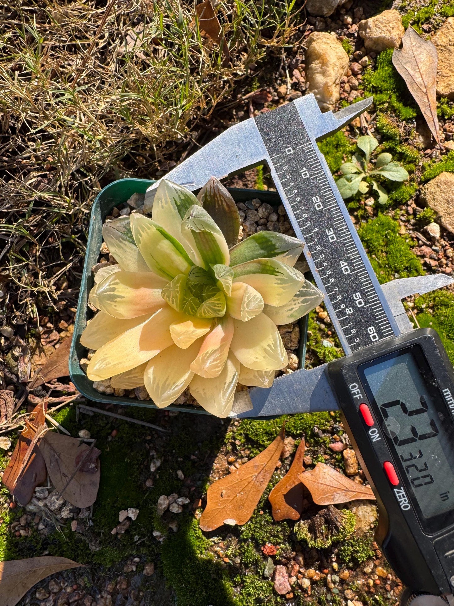 Haworthia' Hanabi Variegated',  single head, 2.3 inches, bare Root, Imported Rare Succulent