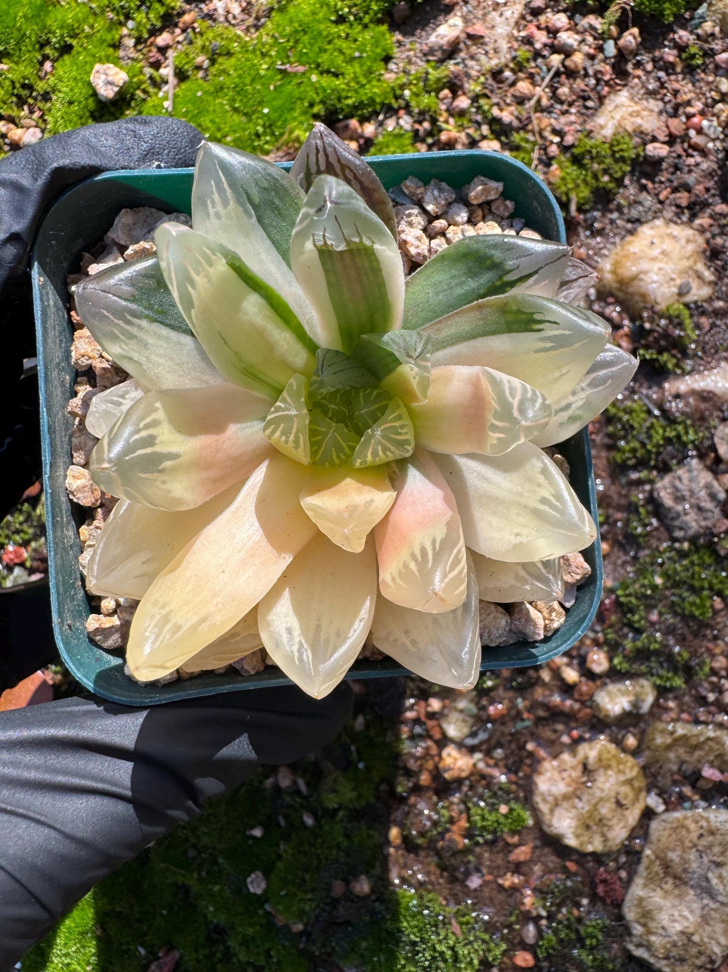 Haworthia' Hanabi Variegated',  single head, 2.3 inches, bare Root, Imported Rare Succulent