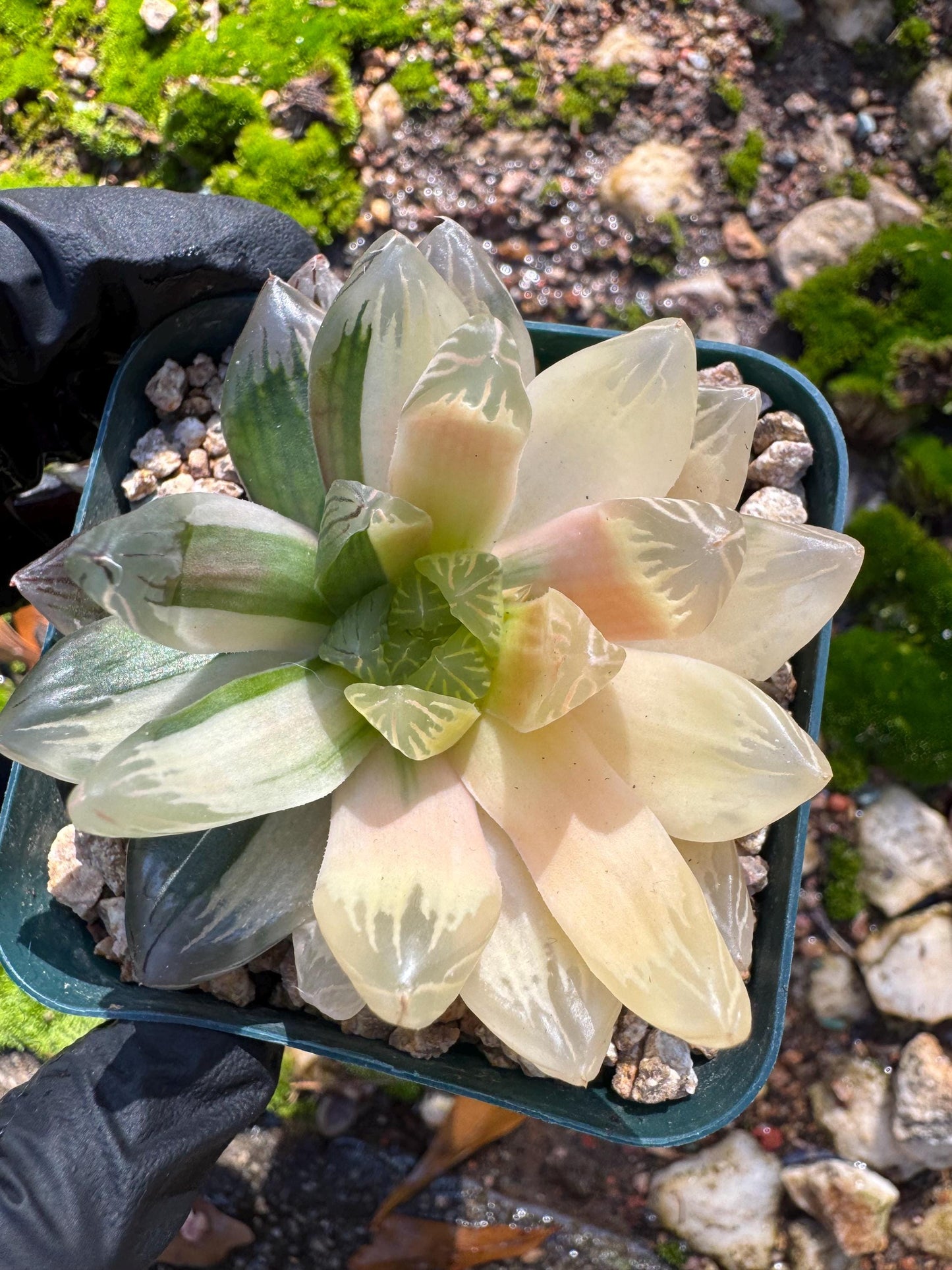 Haworthia' Hanabi Variegated',  single head, 2.3 inches, bare Root, Imported Rare Succulent