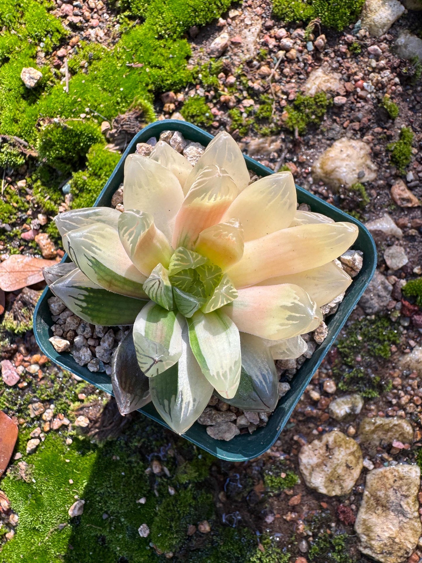 Haworthia' Hanabi Variegated',  single head, 2.3 inches, bare Root, Imported Rare Succulent