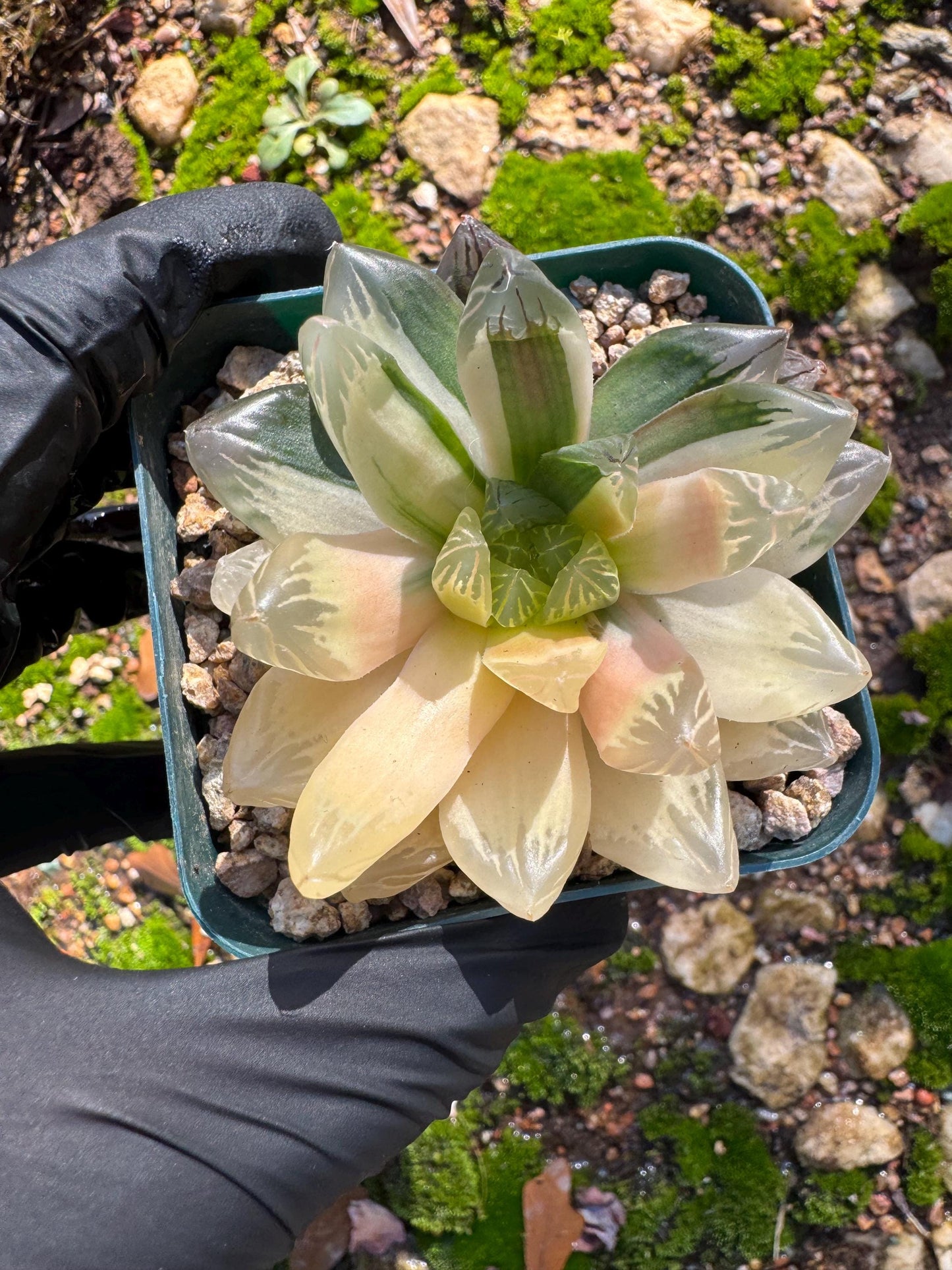 Haworthia' Hanabi Variegated',  single head, 2.3 inches, bare Root, Imported Rare Succulent