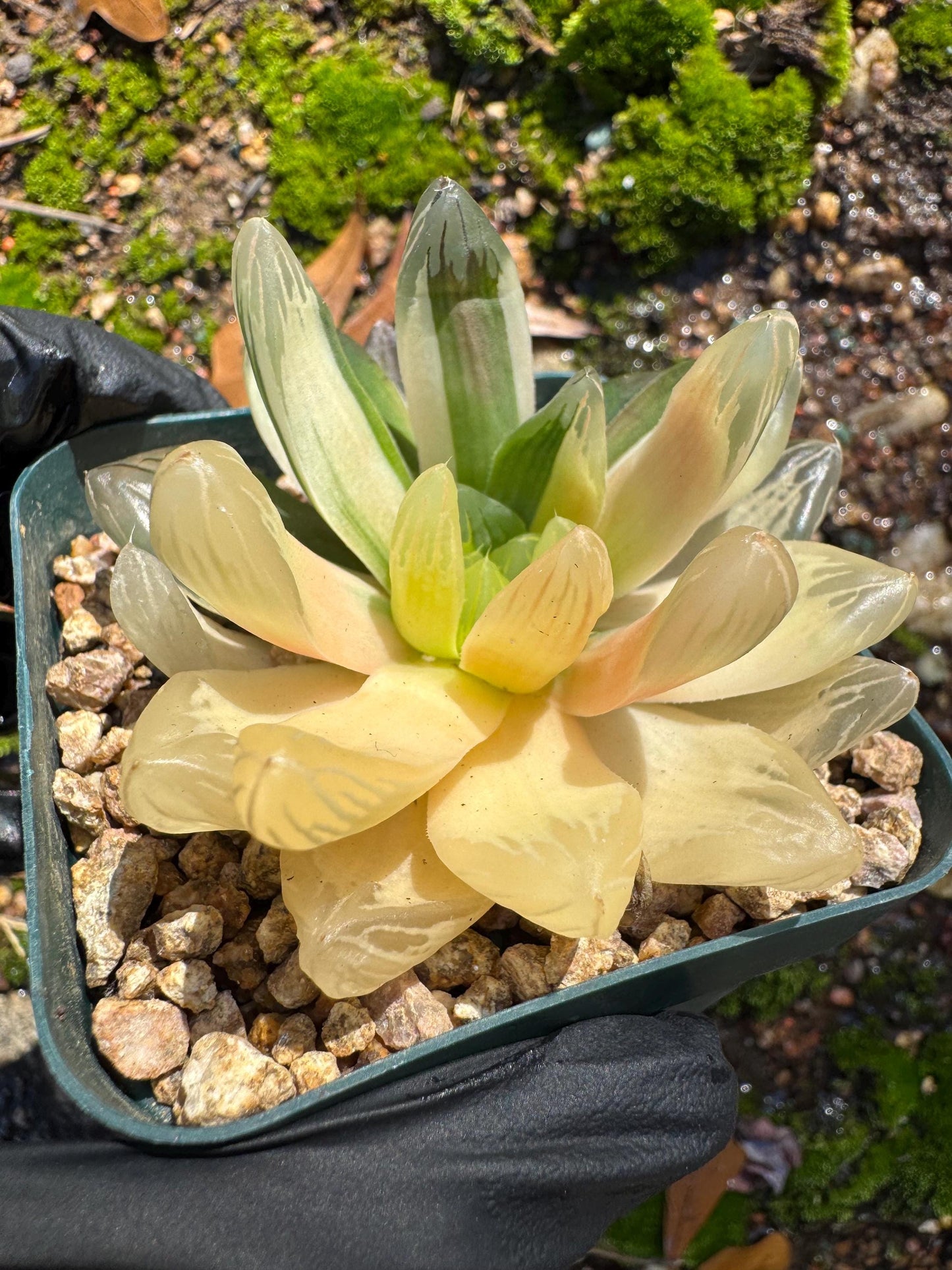 Haworthia' Hanabi Variegated',  single head, 2.3 inches, bare Root, Imported Rare Succulent