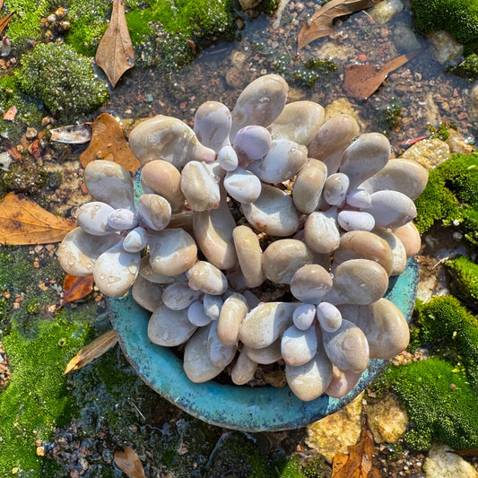 Graptopetalum' amethystinum' , 5heads, 3.6 inches, bare Root, Imported Rare Succulent, live plant