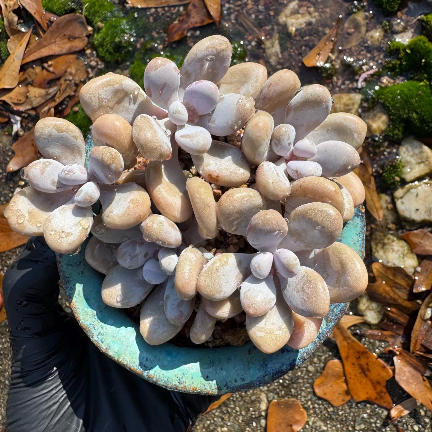 Graptopetalum' amethystinum' , 5heads, 3.6 inches, bare Root, Imported Rare Succulent, live plant