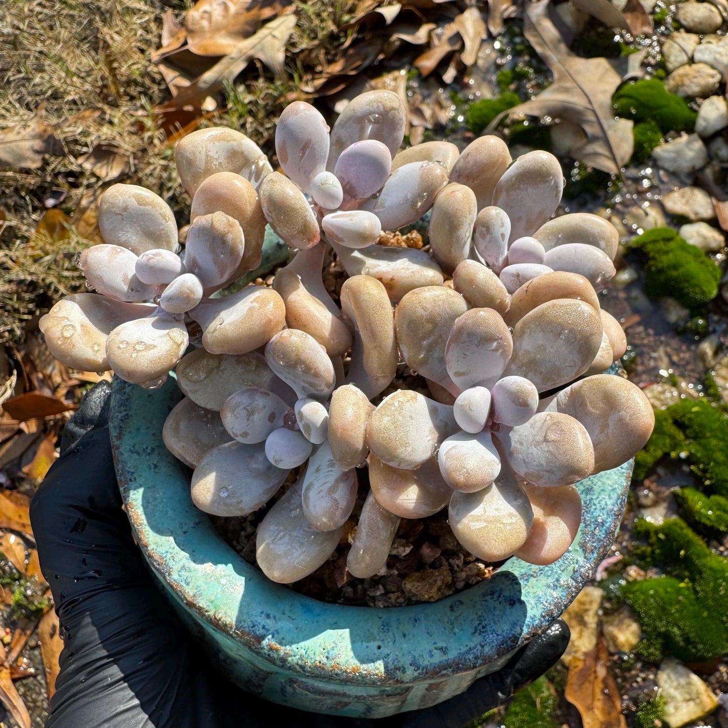 Graptopetalum' amethystinum' , 5heads, 3.6 inches, bare Root, Imported Rare Succulent, live plant