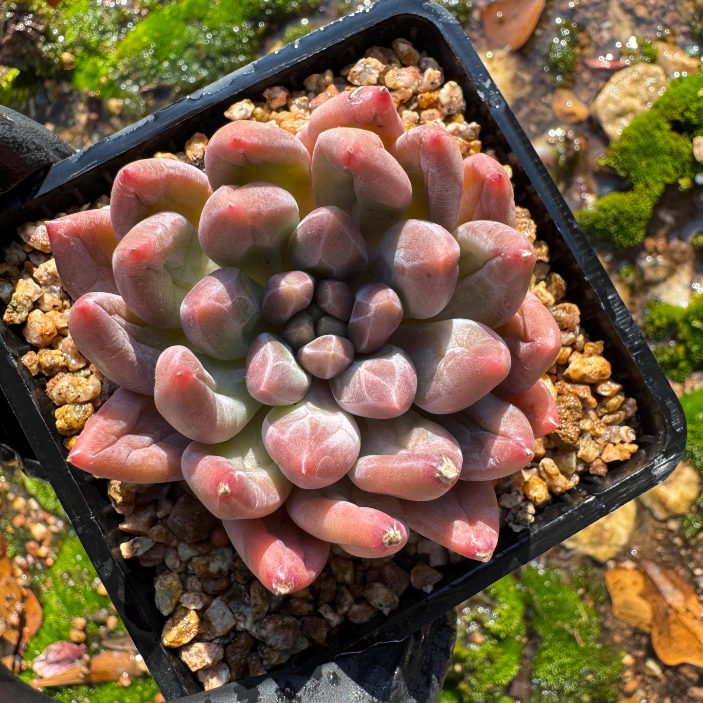 Graptopetalum' Meteor Beauty' , small  single head, 2 inches, bare Root, Imported Rare Succulent, live plant