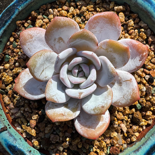Echeveria 'Laui', leaves with powder , single head,  3inches, Bare Root, Imported Rare Succulent, live plant, gift