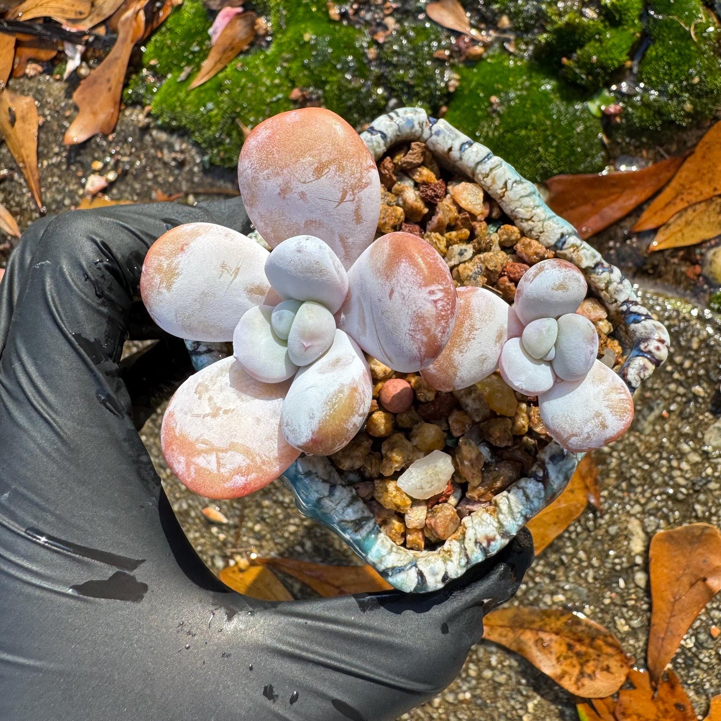 Graptopetalum' amethystinum sp. ' , small 2heads, 2inches, bare Root, Imported Rare Succulent, live plant