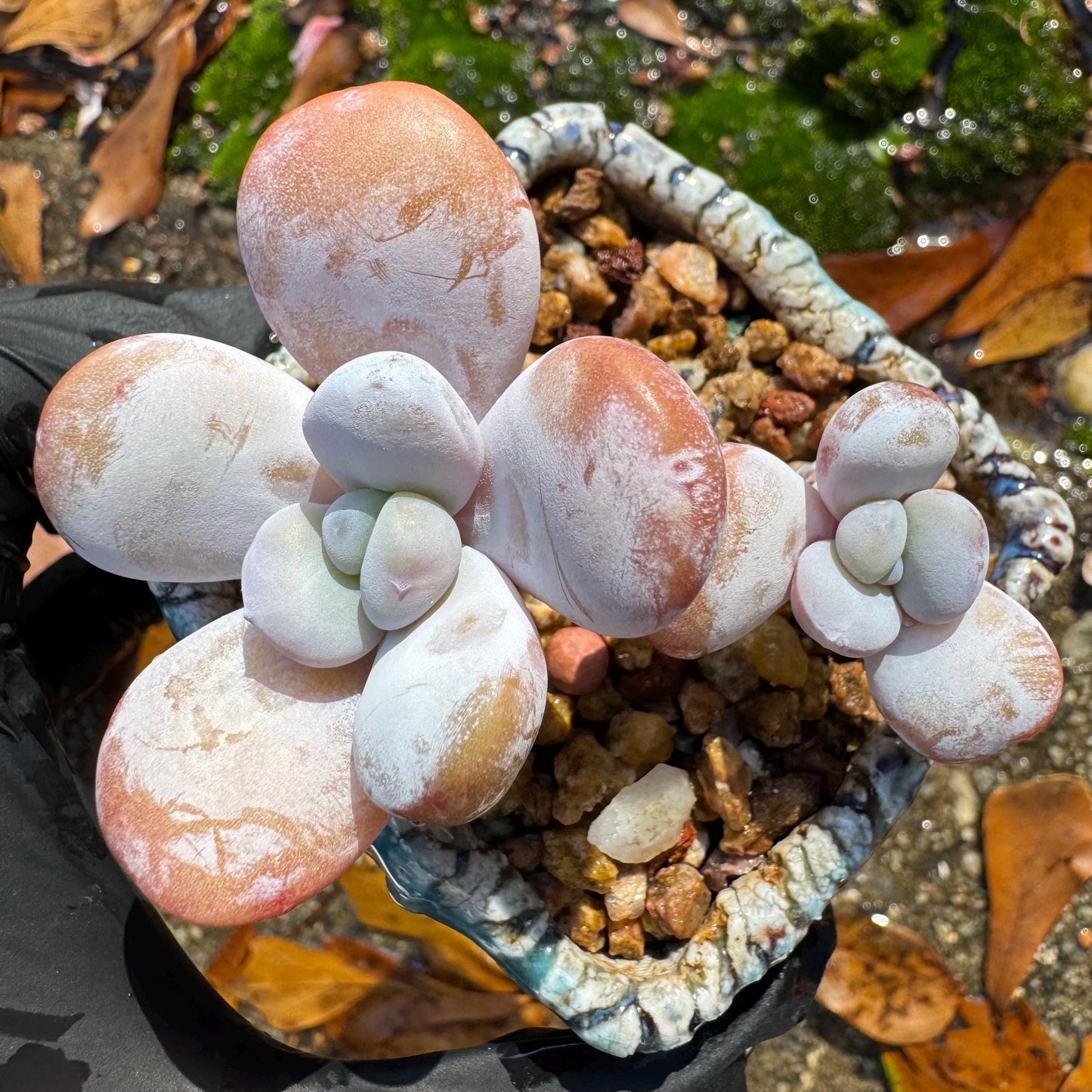 Graptopetalum' amethystinum sp. ' , small 2heads, 2inches, bare Root, Imported Rare Succulent, live plant