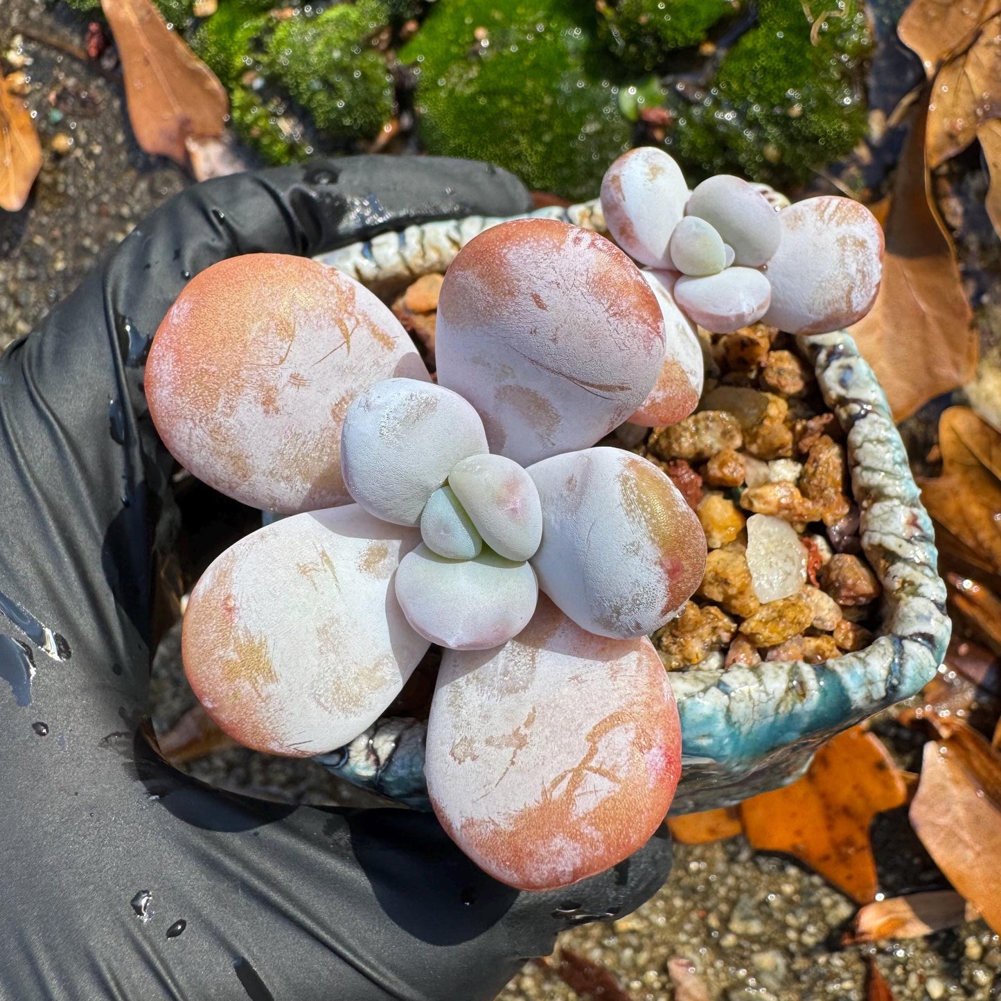 Graptopetalum' amethystinum sp. ' , small 2heads, 2inches, bare Root, Imported Rare Succulent, live plant