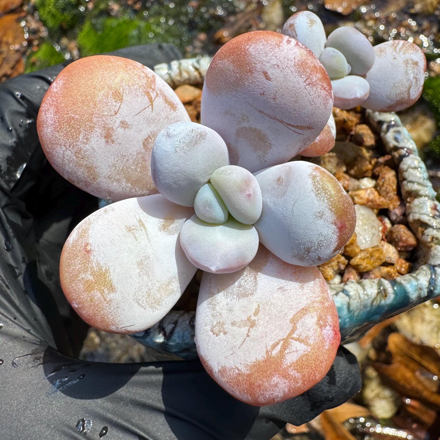 Graptopetalum' amethystinum sp. ' , small 2heads, 2inches, bare Root, Imported Rare Succulent, live plant