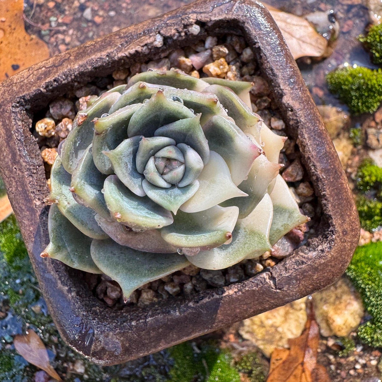 Echeveria 'Lake Baikal' with Variegated, 1 small single head, 1.7inches,  high quality, New Hybrid, Bare Root, Imported Rare Succulent