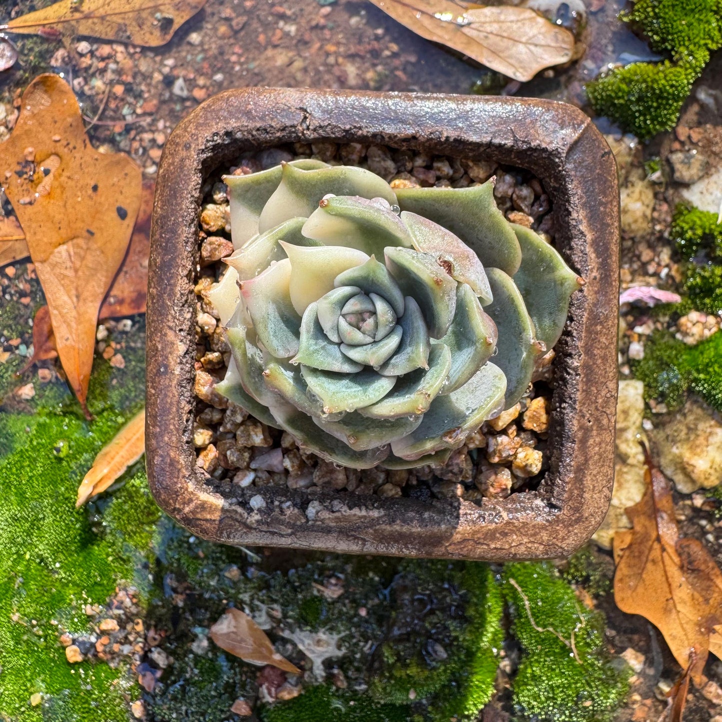 Echeveria 'Lake Baikal' with Variegated, 1 small single head, 1.7inches,  high quality, New Hybrid, Bare Root, Imported Rare Succulent