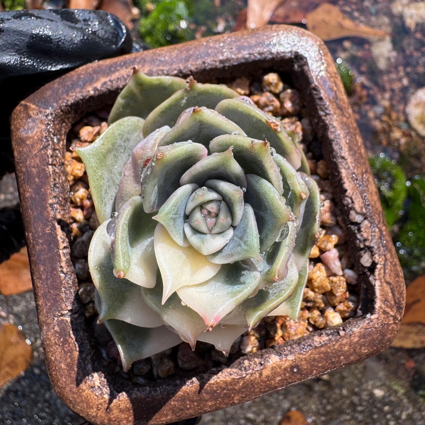 Echeveria 'Lake Baikal' with Variegated, 1 small single head, 1.7inches,  high quality, New Hybrid, Bare Root, Imported Rare Succulent