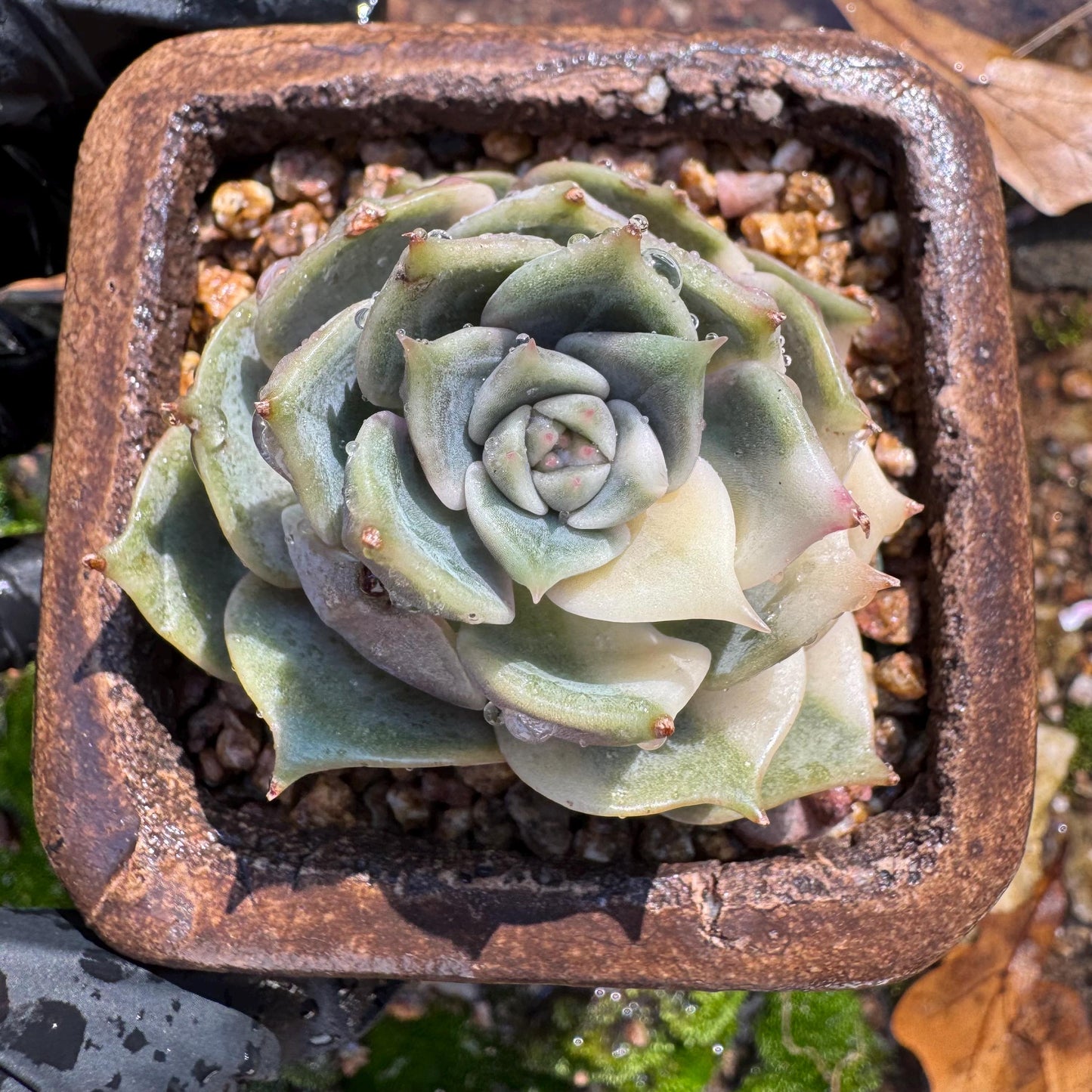 Echeveria 'Lake Baikal' with Variegated, 1 small single head, 1.7inches,  high quality, New Hybrid, Bare Root, Imported Rare Succulent