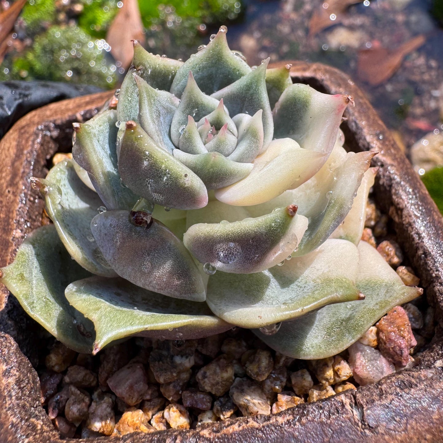 Echeveria 'Lake Baikal' with Variegated, 1 small single head, 1.7inches,  high quality, New Hybrid, Bare Root, Imported Rare Succulent