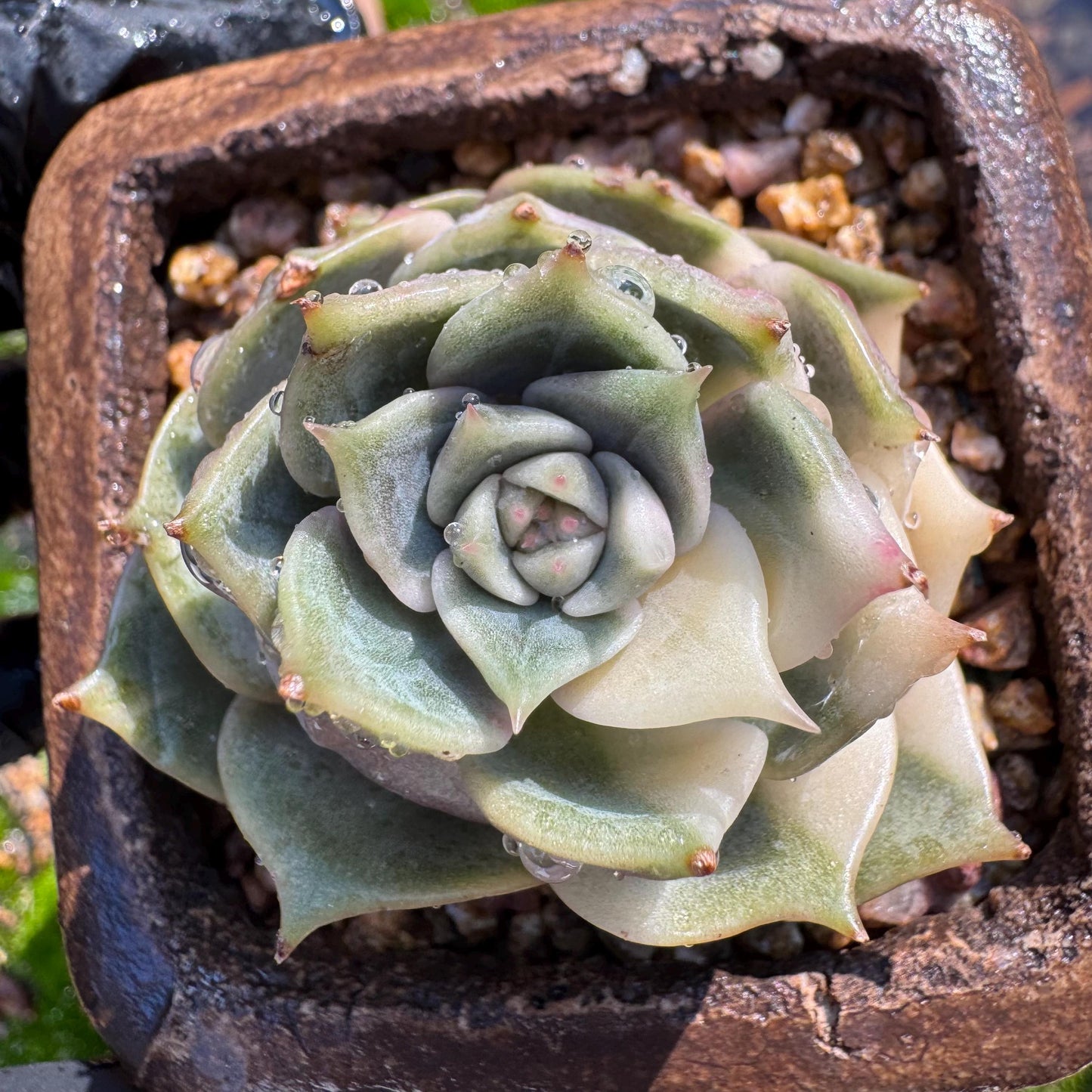 Echeveria 'Lake Baikal' with Variegated, 1 small single head, 1.7inches,  high quality, New Hybrid, Bare Root, Imported Rare Succulent