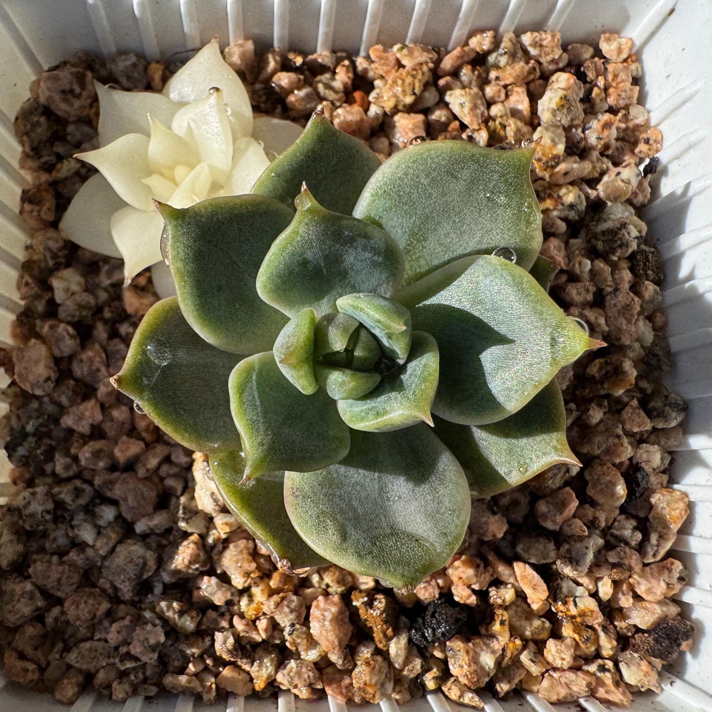 Echeveria 'Lake Baikal' with Variegated, 2small heads, 1.9inches,  high quality, New Hybrid, Bare Root, Imported Rare Succulent