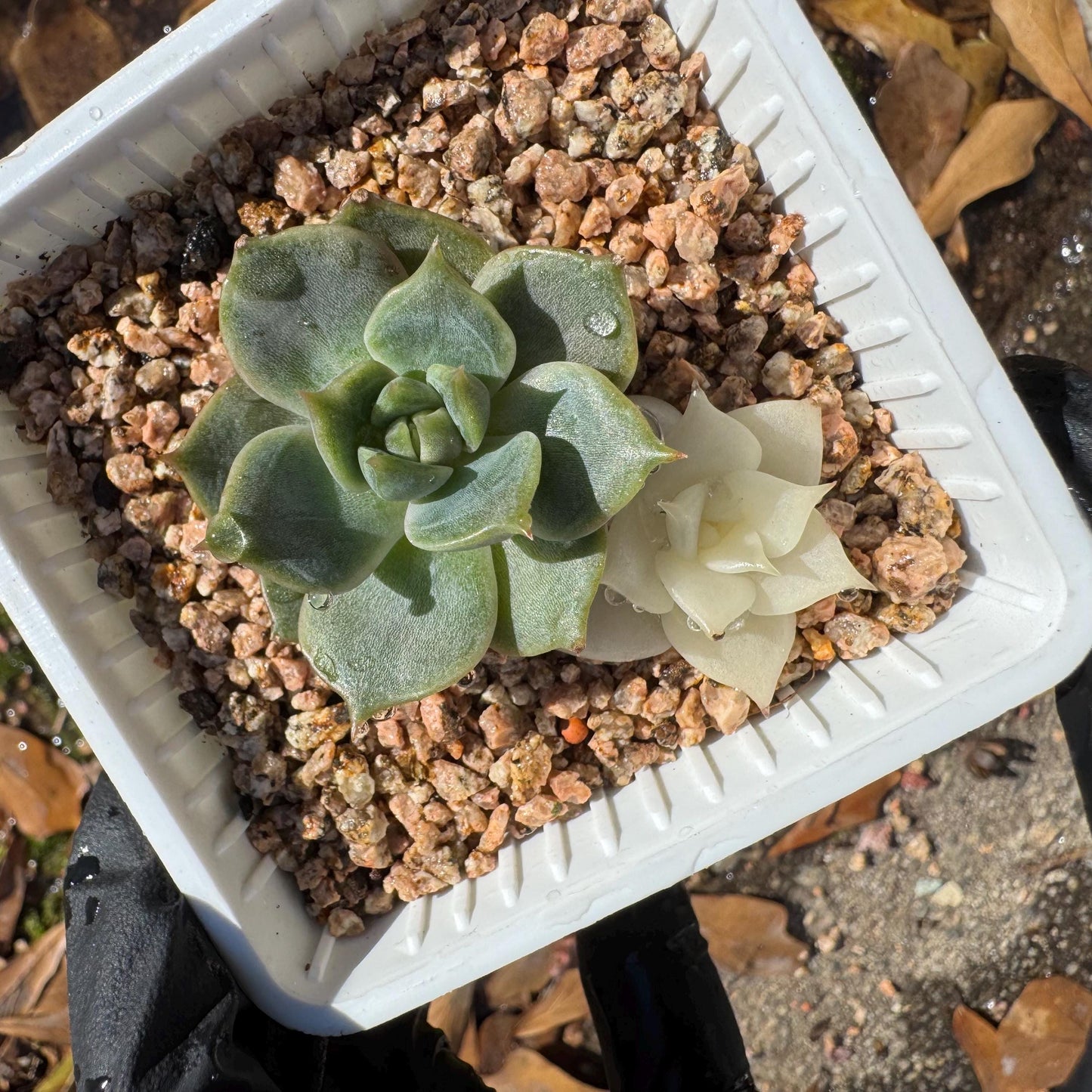 Echeveria 'Lake Baikal' with Variegated, 2small heads, 1.9inches,  high quality, New Hybrid, Bare Root, Imported Rare Succulent