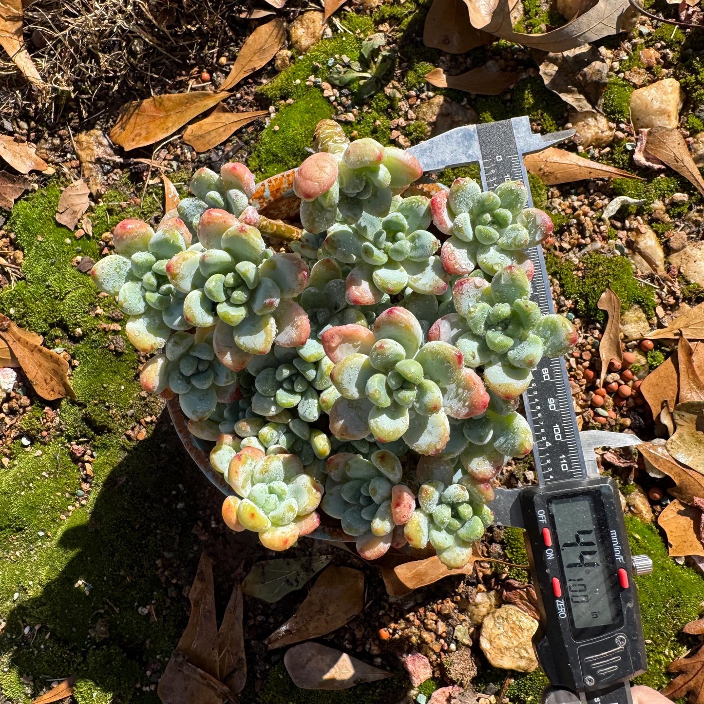 Sedum clavatum cluster, 4.4inches,  Bare Root, Imported Rare Succulent, live plant