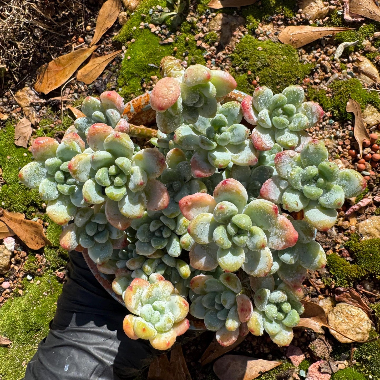 Sedum clavatum cluster, 4.4inches,  Bare Root, Imported Rare Succulent, live plant