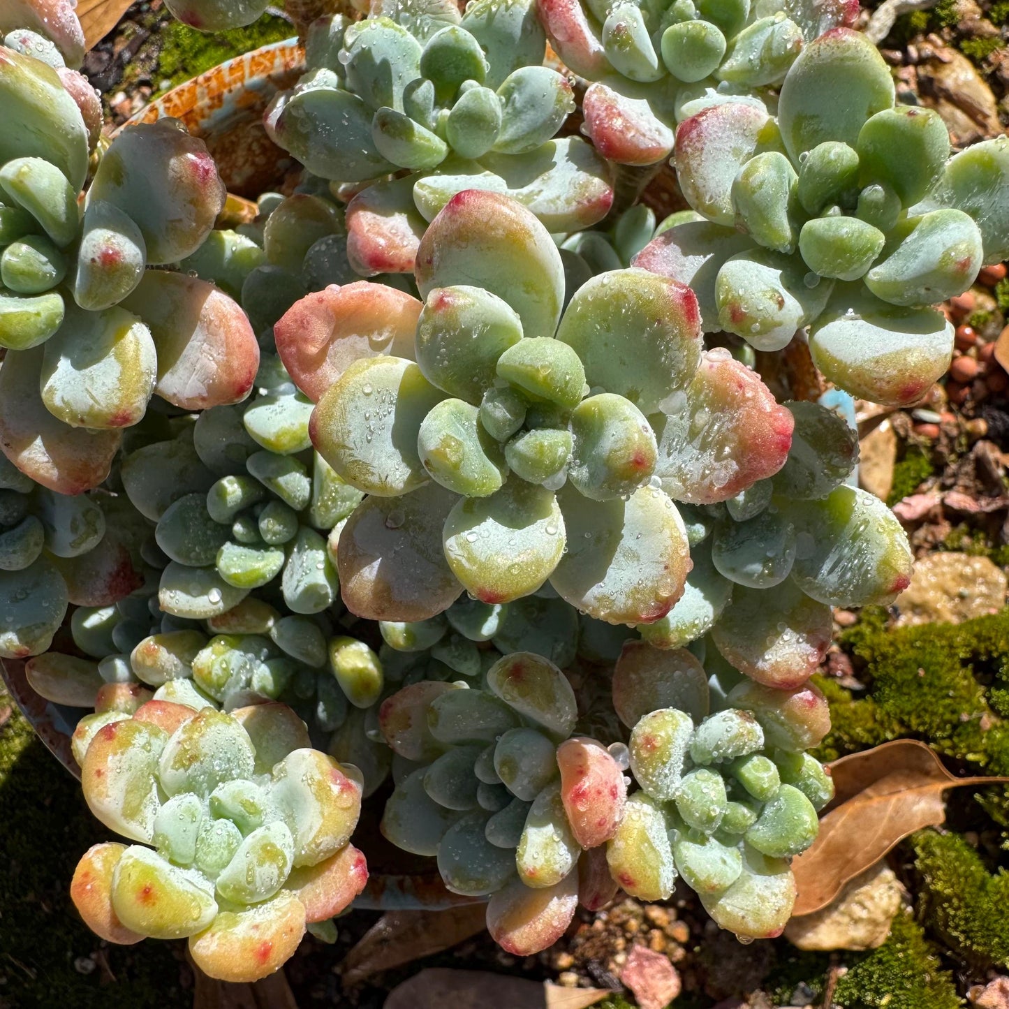 Sedum clavatum cluster, 4.4inches,  Bare Root, Imported Rare Succulent, live plant