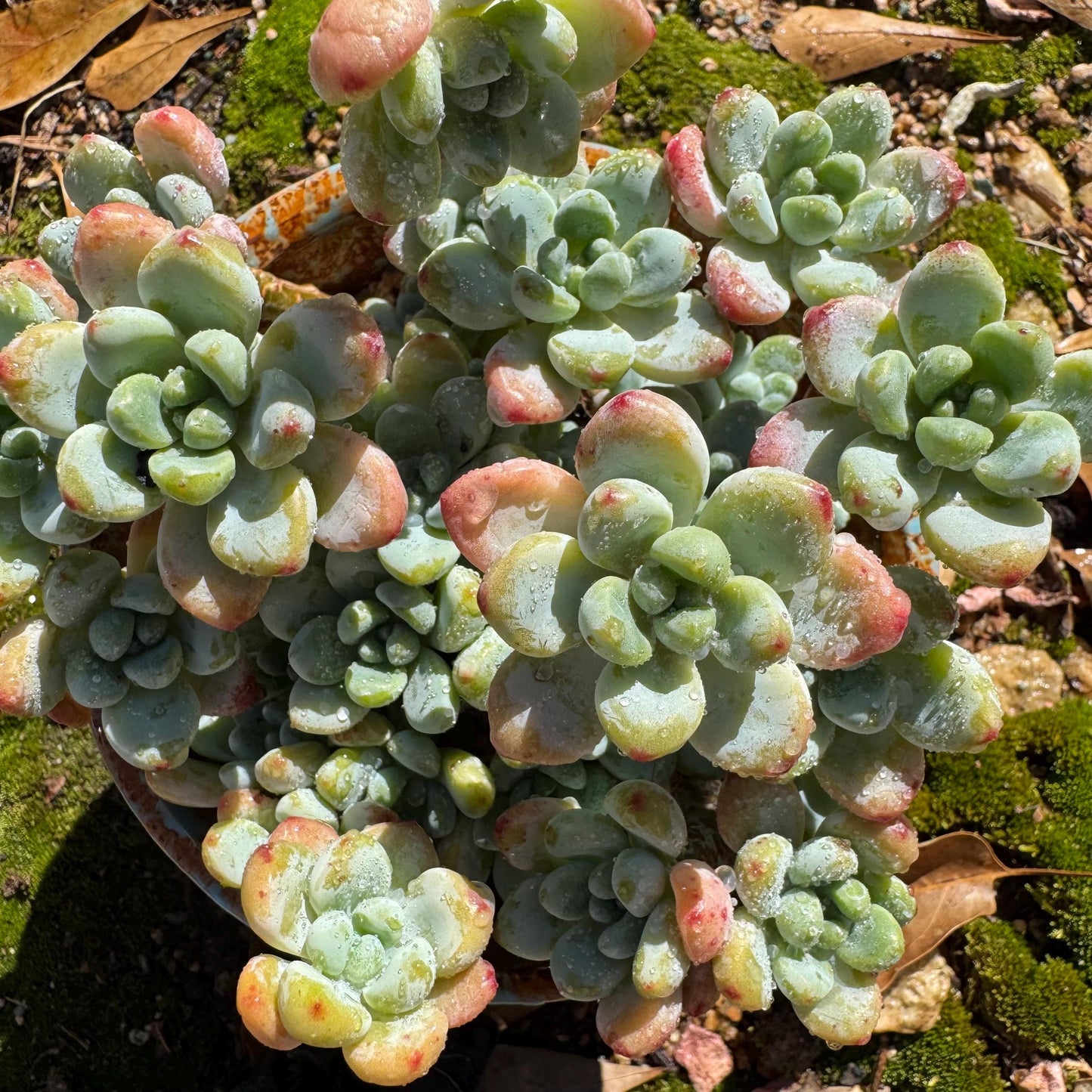 Sedum clavatum cluster, 4.4inches,  Bare Root, Imported Rare Succulent, live plant