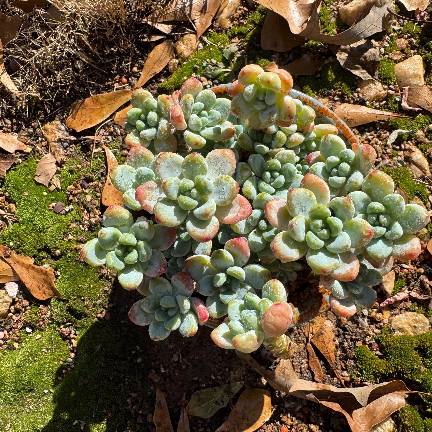 Sedum clavatum cluster, 4.4inches,  Bare Root, Imported Rare Succulent, live plant