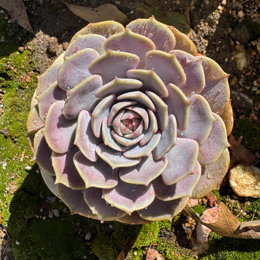 Echeveria 'Pink butterfly ', 1head,  3.5inches, ( mixed Onslow X Laura,) Bare Root, Imported Rare Succulent, live plant, gift